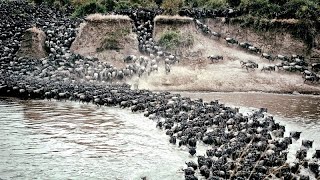 Wildebeest Migration crosses the Mara River