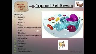 Organel Sel Hewan