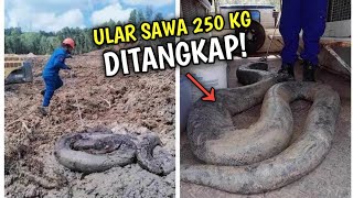 Heboh! Ular Mirip Anaconda Raksasa Seberat 250 Kg Ditemukan di Lokasi Proyek Marang!