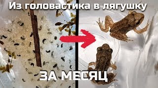 Как вырастить лягушку из икры (или головастика) за месяц