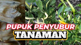 Cara membuat pupuk dari ikan asin agar tanaman menjadi rimbun dan cepat berbuah