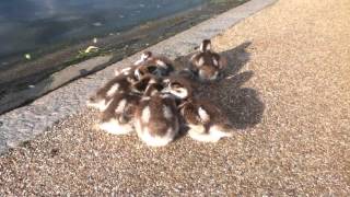 59 Seconds Of Fluffy Cuteness.