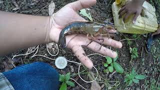 Capturando Camarones Enormes con trampas improvisadas