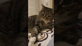 Нейросеть и #котики #кошкивидео #саt #нейросеть  #котвидео