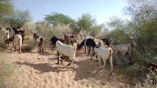 Goat milk extracted in the village #goat #viralvideo #villagelife