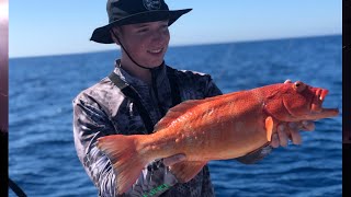 Coral Trout & Trevally Fishing in Cairns, Australia! (Reefinity Adventures)