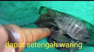 ikan nila nya kelaparan