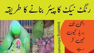 Ringneck Breeding Tips/ Ringneck Se Breed Lene ka Tarika/ Urdu Hindi