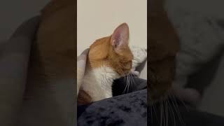 #funycat #cute #cat #catvideo #kitten #funny #pet#pets #today #gingercat #earpeak #Cleanear #gohmrut