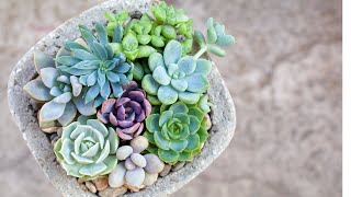 Succulent Arrangement of the Day