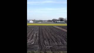 Flower fields in holland