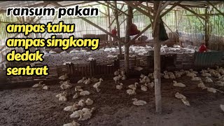 hasilnya mengejutkan❗racikan ransum pakan ampas tahu/singkong, dedak dan sentrat