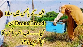 The Box Full with Drone Brood . What should I do ??? l Majid Joza