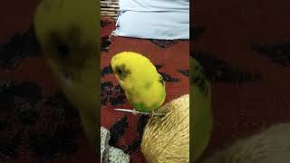 Yellow Budgie singing on ball of wool.