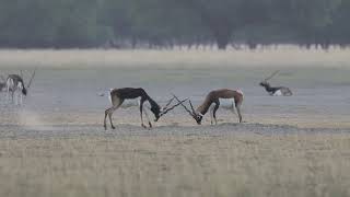 BlackBuck fighting to win over the heart of the ladies