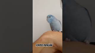 ele alışık forpus keyfi yerinde ötüyor #forpuspapagani #parrotlover #parrot #papağan