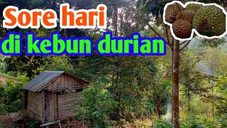 pohon durian lokal yang berbuah lebat