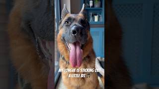 Just a little 🤣 #funny #dog #doggos #doglover #germanshepherd #gsd #shorts #youtubeshorts #trend