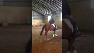 lady pouliche trot galop 1