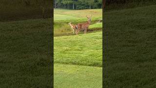 Playin a lil golf and they are just hanging out. Deer on golf course.