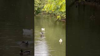 #rainyday #beutifulnature 💧🌿🦆🪿