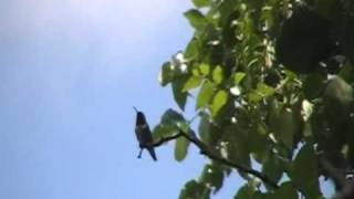 Humming Bird on Branch