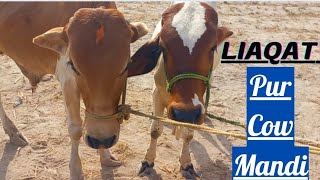 5 Sy 6 Months K Bachay In Liaqat Pur Cow Mandi|#Mandivisit|