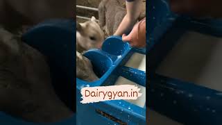 Cuteness overload 😍😍😍  #cattlefeed #calf #cutestvideo #milk #feedthemhealthy #healthylifestyle