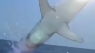 shark flip meme