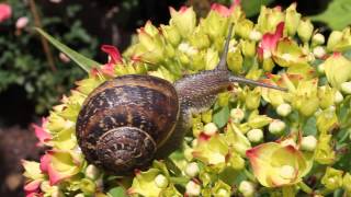 Caracol / Snail / Caragol / Улитка