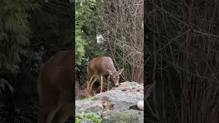 Black Tail Deer Enjoying Christmas Dinner in Chilliwack, BC