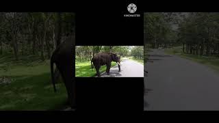 Kumki Elephant Spoted In Mid  forest#kumkielephantspotedinmidforest#