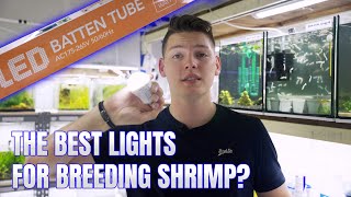 Is this the BEST light for Fish & Shrimp breeding? - Simply Aquatic