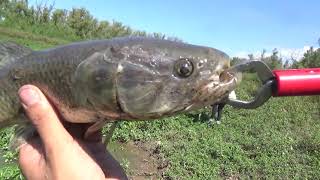 Pesca de MUCHOS peces en una laguna - muchos mosquitos y tarariras. Pesca con señuelo y mosca