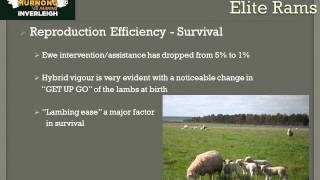 Murnong Farming Wean More Lambs Presentation