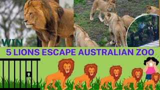 When lions Escaped from Taronga Zoo in Sydney. ऑस्ट्रेल्या के zoo से भागे 5 शेर 🦁। Taronga Zoo