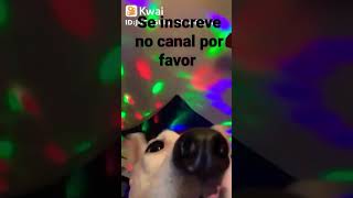 CACHORROS DO FUNK | 🐕🐕🤣