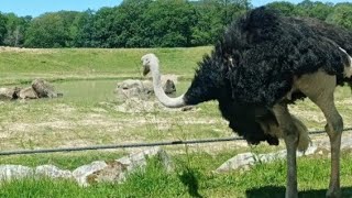 Zoo de thoiry 🦁🦊 France 🇫🇷 #france #zoo #Zoo_de_thoiry #francais