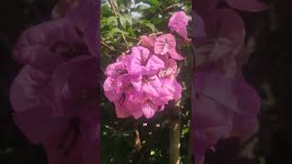 বাগানবিলাস #shorts #reels #shortfeed #flowers #shortvideo #youtubeshorts #viral #bougainvillea