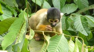 Mammals of Amboro National Park, Bolivia