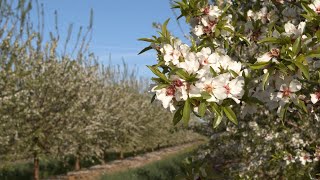 Importaco Terra, specialization in almond cultivation