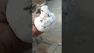 kabutar mare gulel se #kabutar #pigeon #pigeons #g #birds #pigeonpose #h #kabutarbazi