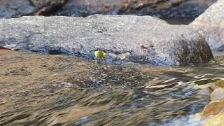 Grey Wagtail (Motacilla cinerea ) feeding at Waterfall