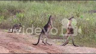 kangaroos fight