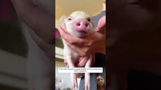 A helpless piglet was picked up from the street and adopted #animalshorts  #shortsvideo #ytshorts