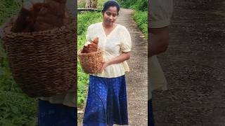 Village life | farm fresh tapioca |Traditional kerala food | #trending #youtubeshort #shortsfeed