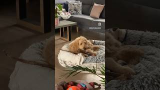 This puppy is not so Sneaky #shorts #funnyvideo #puppy #cute