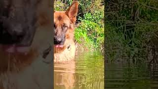 German shepherd dog loves water #viral #dog #germanshepherd #morningexercise #ytshorts #doglover