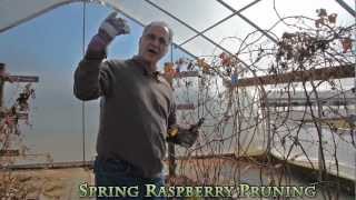 Pruning  Raspberries