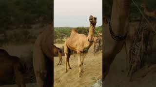 Biggest camel #shorts  #shortvideo  #youtubeshorts